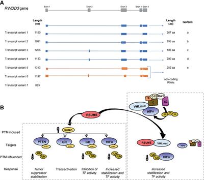 Impact of RSUME Actions on Biomolecular Modifications in Physio-Pathological Processes